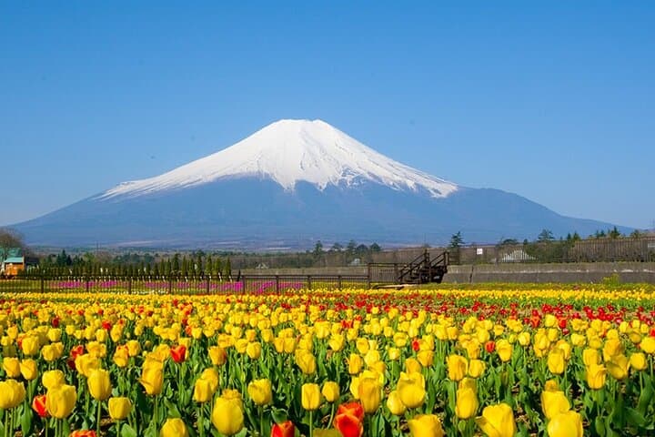Mount Fuji 5th Station, Oshino Hakkai and Swan Lake Day Tour — photo 5