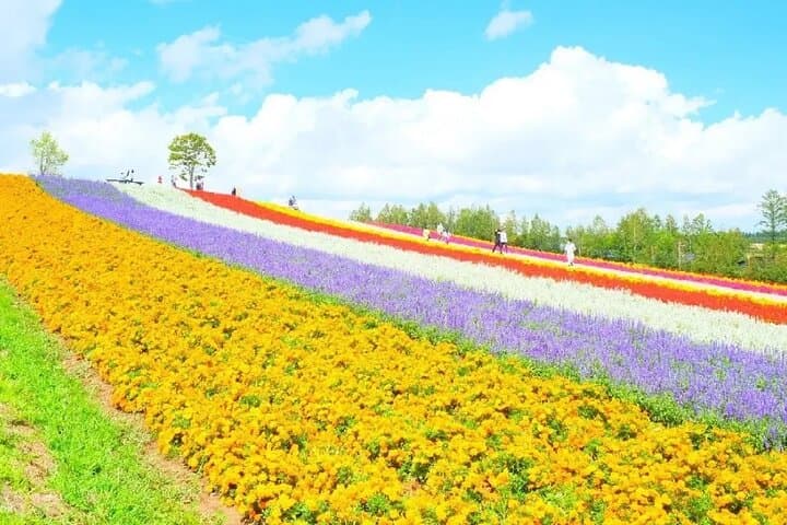 Shikisai-no-Oka and Furano Tour with buffet lunch from Sapporo — photo 2