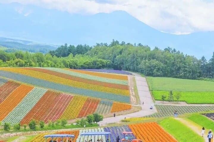 Shikisai-no-Oka and Furano Tour with buffet lunch from Sapporo — photo 7