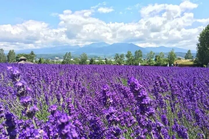 Farm Tomita Shikisai Hill Blue pond with optional Buffet| Sapporo — photo 4