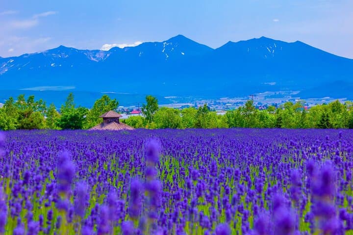 Furano Private Customizable Half Day Tour — photo 4