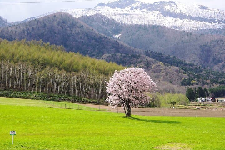 Furano Private Customizable Half Day Tour — photo 5