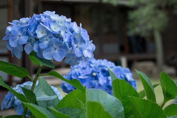 Guided Garden Walk: Nagoya Castle, Gardens & Historic Estate — photo 5