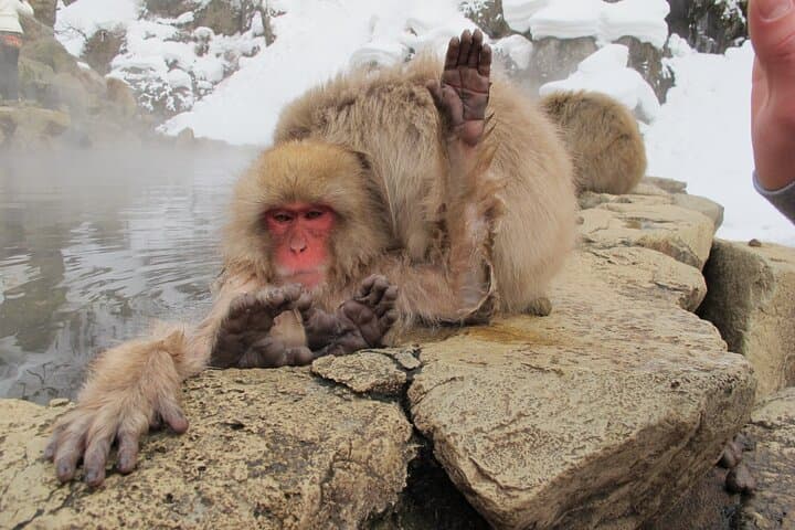 Relaxed Snow Monkeys & Shibu Onsen: Green Season Private Tour — photo 13