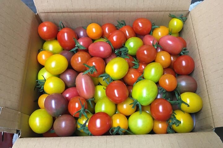 Vegetable Harvesting and Food Culture Experience in Yamada Town — photo 2
