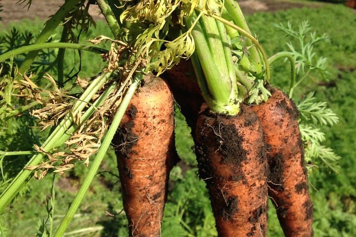 Vegetable Harvesting and Food Culture Experience in Yamada Town — photo 3