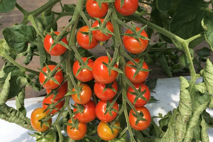 Vegetable Harvesting and Food Culture Experience in Yamada Town — photo 5