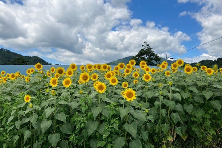 Vegetable Harvesting and Food Culture Experience in Yamada Town — photo 6
