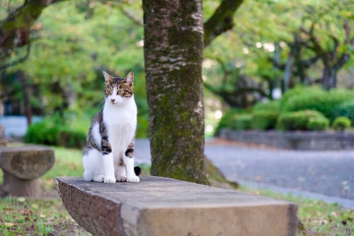 Nagahama Private Walking Tour — photo 13