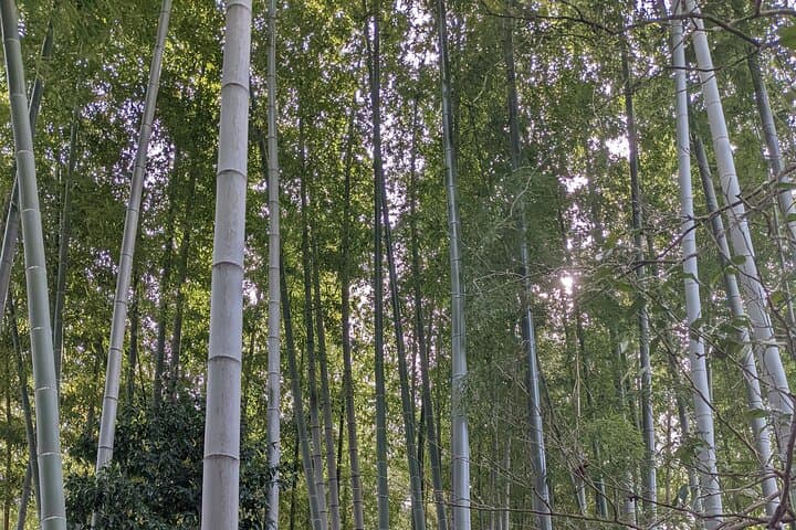 Hidden Temples Tour of Tokyo in Karasuyama — photo 6
