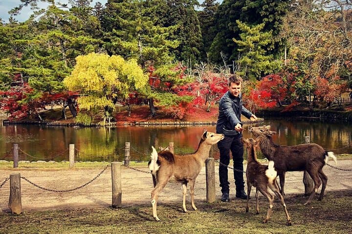Nara Adventure: Todaiji, Kasuga Shrine, Nara Park, Hozanji Temple