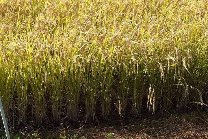 Rice Paddy Art Half day tour in Aomori — photo 6