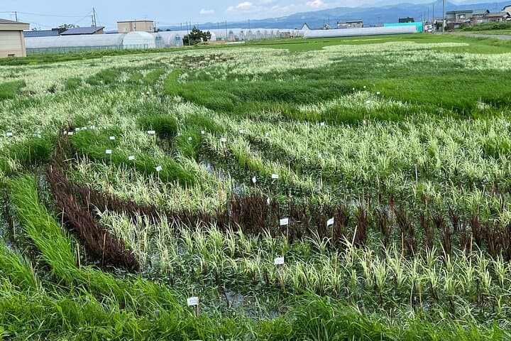 Rice Paddy Art Half day tour in Aomori — photo 11