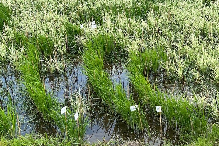 Rice Paddy Art Half day tour in Aomori — photo 12