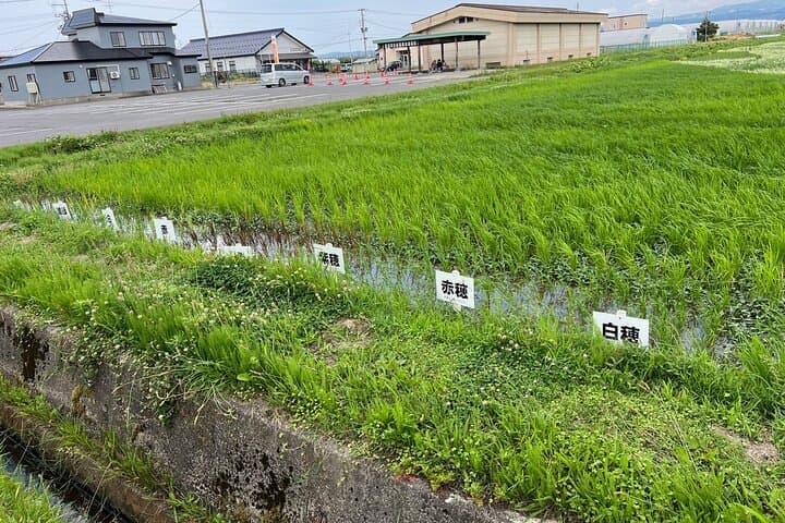 Rice Paddy Art Half day tour in Aomori — photo 13