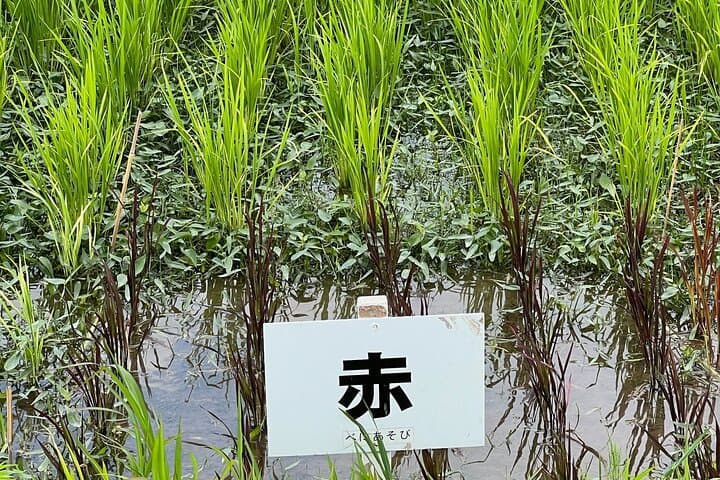 Rice Paddy Art Half day tour in Aomori — photo 15