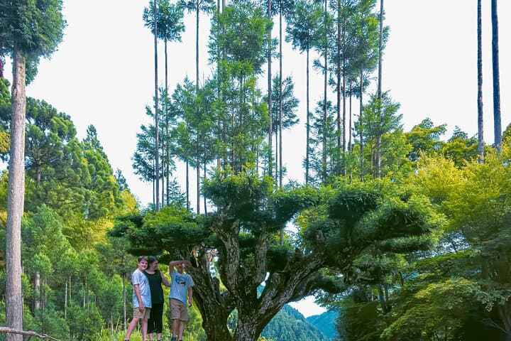 Kyoto Highlights & Hidden Gems in Nature (Private Van Eng-Guide) — photo 3