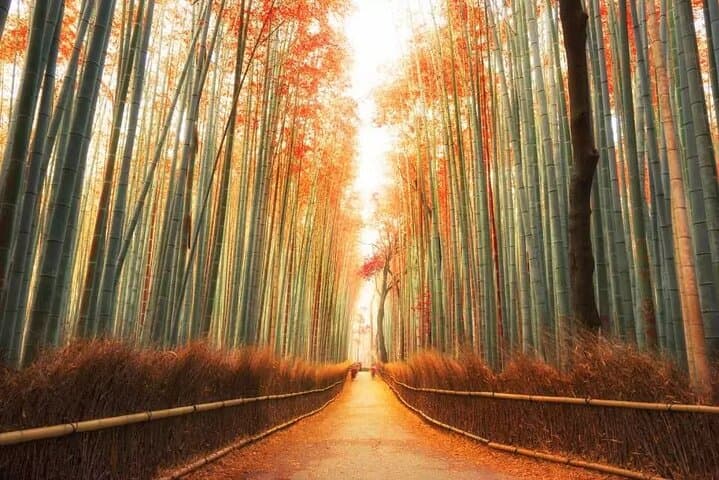 Arashiyama Kinkakuji Temple Nara Park Tour from Osaka and Kyoto — photo 4