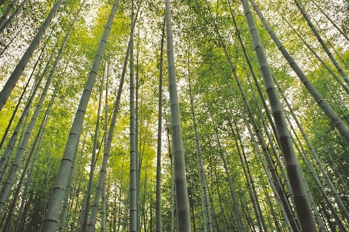 Hiking the Historic Nakasendo Trail [1 Day Tour from Nagoya] — photo 18