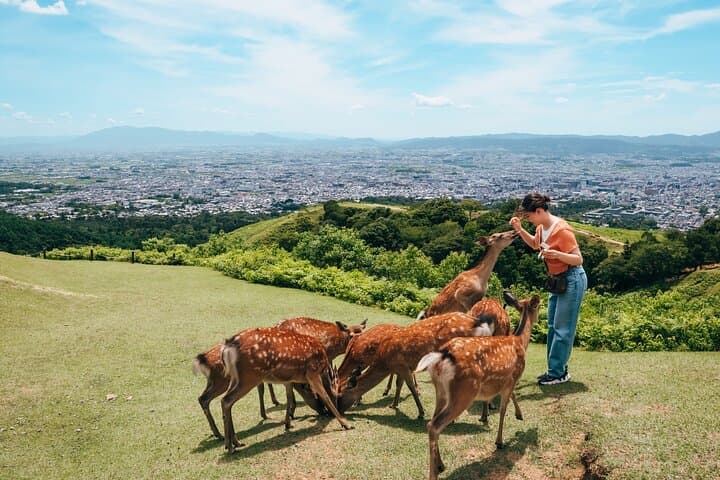 Perfect Nara Park Half-Day Bus Tour with English Speaking Guide — photo 2