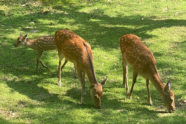 Exclusive Luxury Day Tours Serene Nara — photo 3