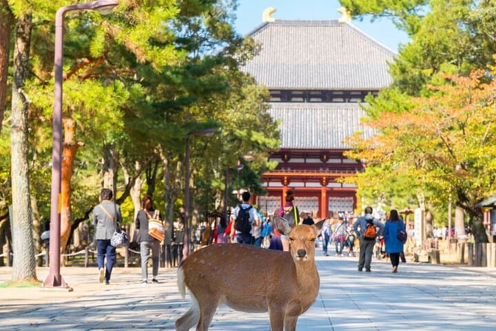 Osaka & Kyoto & Nara Top Hightlights English Speaking Tour — photo 5