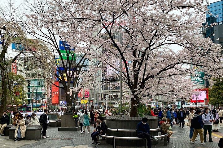 Private Transfer from Haneda Airport to Hachikō City, Japan — photo 3