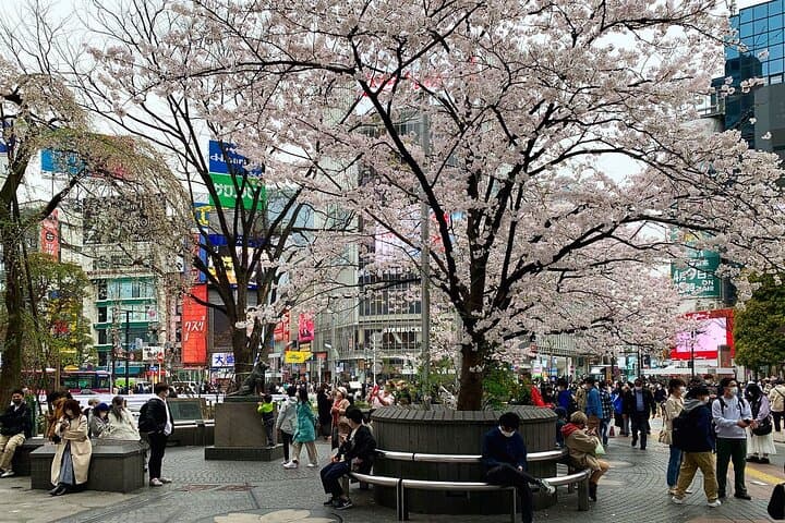 Private Transfer from Narita Airport to Prince Hachi City Japan — photo 3