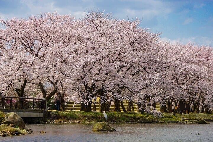 Toyama Private Customizable Full Day Tour — photo 3