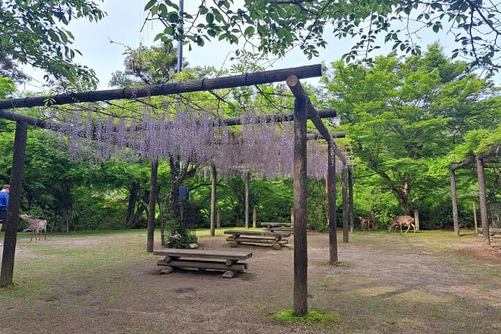 Miyajima UNESCO World Heritage Site Private Tour — photo 7