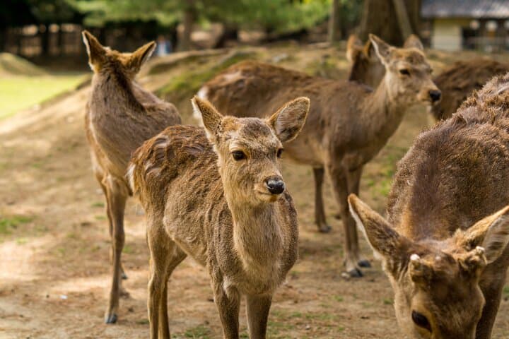 Nara and Kyoto 1-Day Bus Tour — photo 6