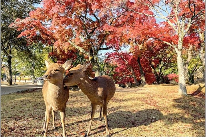 Nara and Kyoto 1-Day Bus Tour — photo 3