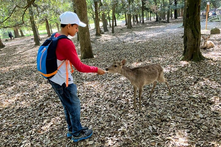 Nara Half Day Tour Discover Ancient Temples and Friendly Deer — photo 10
