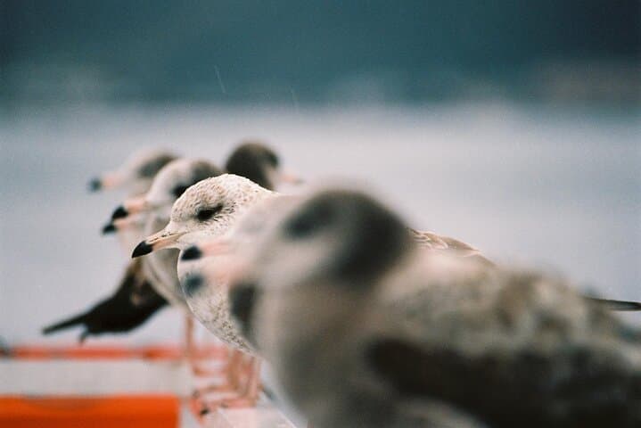 Amanohashidate & Ine Private Tour from Kyoto with English Driver — photo 9