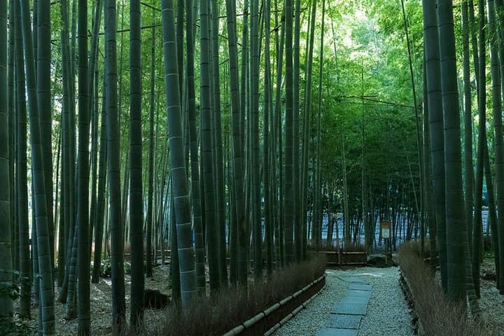 Kamakura Spiritual & History Private Tour: Zen Energy & Shrines — photo 4
