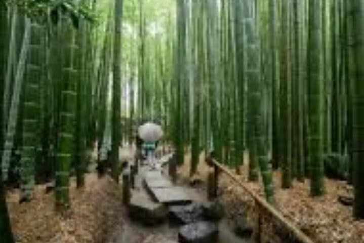 One day fully customize the tour for kamakura and Yokohama — photo 12