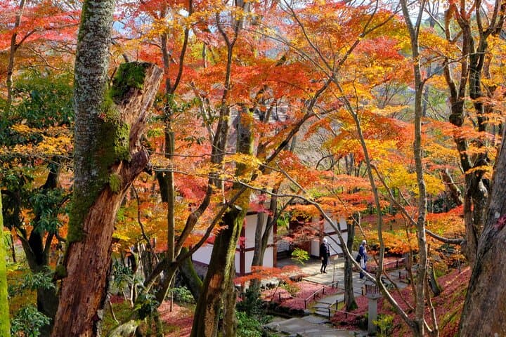Kyoto Arashiyama: Fall Foliage Walking Tour【Autumn's limited】 — photo 2