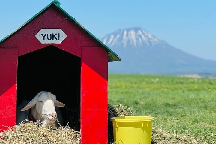 From Sapporo Private Tour : Lake Toya, Bear Ranch & Noboribetsu — photo 11