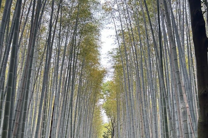 Kyoto Guided Day Tour with Free Admission — photo 11