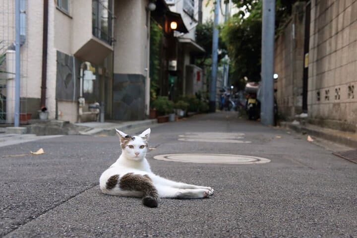 Tokyo: Yanaka Historic Streets Guided Tour & Asakura Museum Visit — photo 6