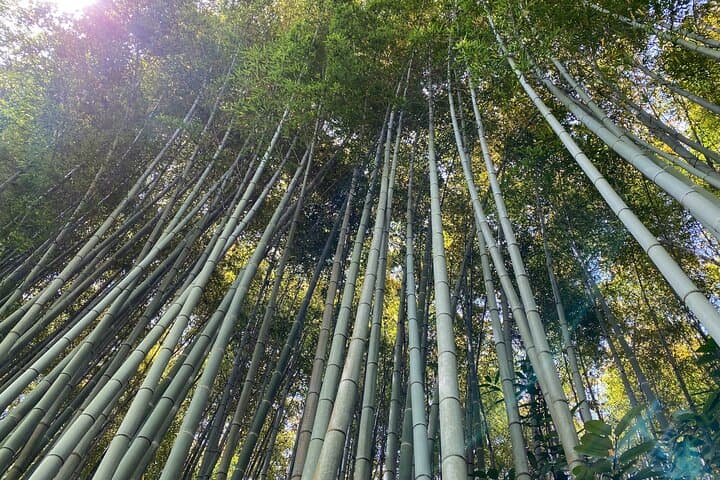 2 Hour Private Tour of Arashiyama Highlights — photo 16