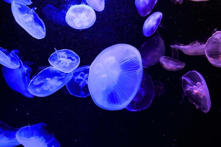 Tokyo Sumida Aquarium E-Ticket with Optional Tokyo Metro Pass — photo 6