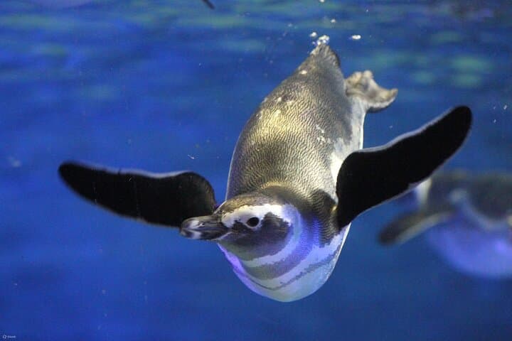 Tokyo Sumida Aquarium E-Ticket with Optional Tokyo Metro Pass — photo 2