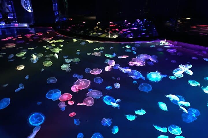 Tokyo Sumida Aquarium E-Ticket with Optional Tokyo Metro Pass — photo 11