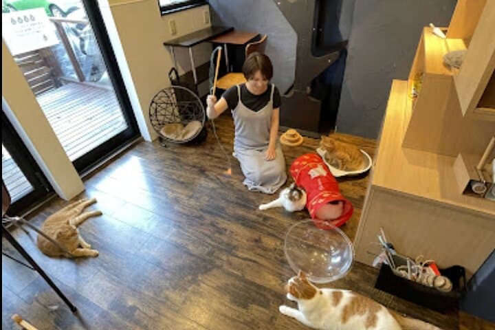 Cat Cafe & Bar Private Tour in Yanaka — photo 3