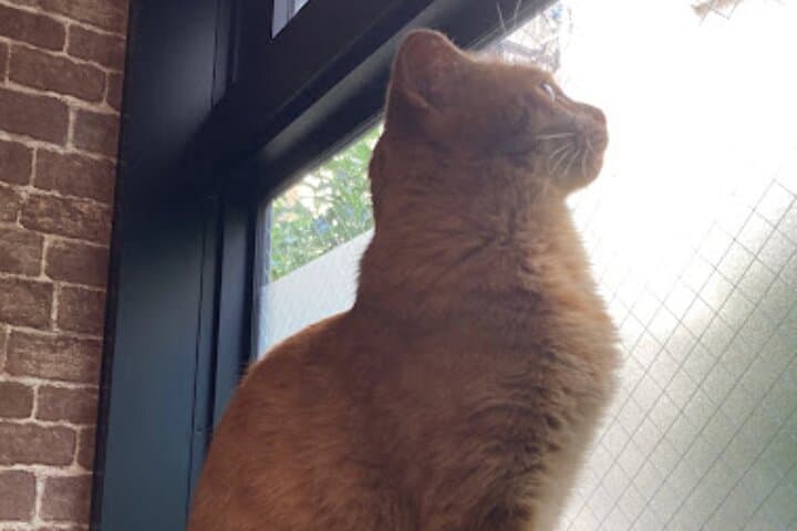 Cat Cafe & Bar Private Tour in Yanaka — photo 4