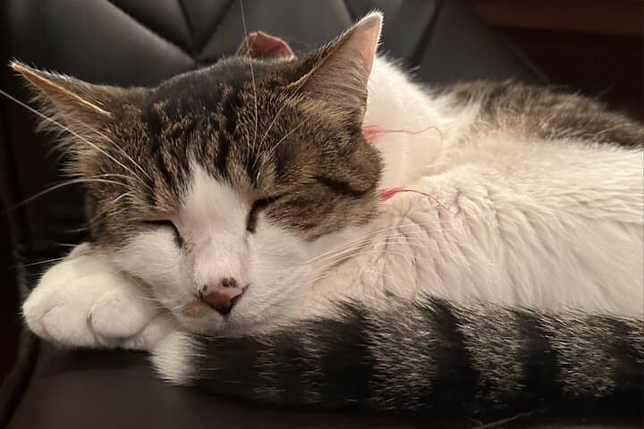 Cat Cafe & Bar Private Tour in Yanaka — photo 5