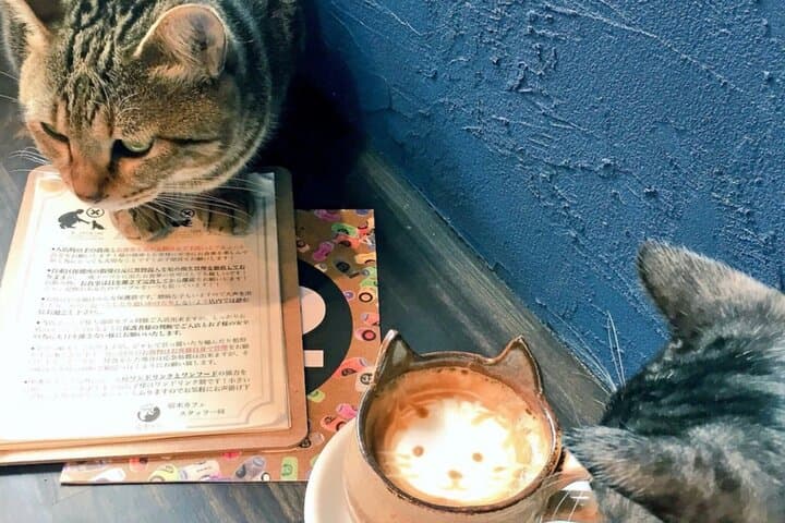 Cat Cafe & Bar Private Tour in Yanaka — photo 10