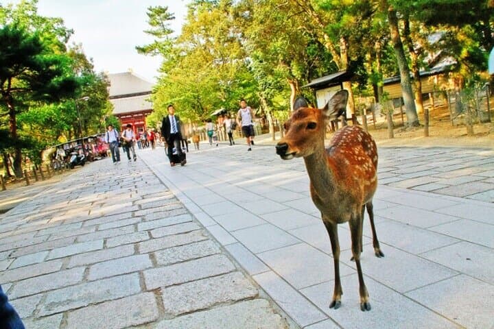 Private Nara Day Trip from Osaka (5h) – Easy & Flexible — photo 3