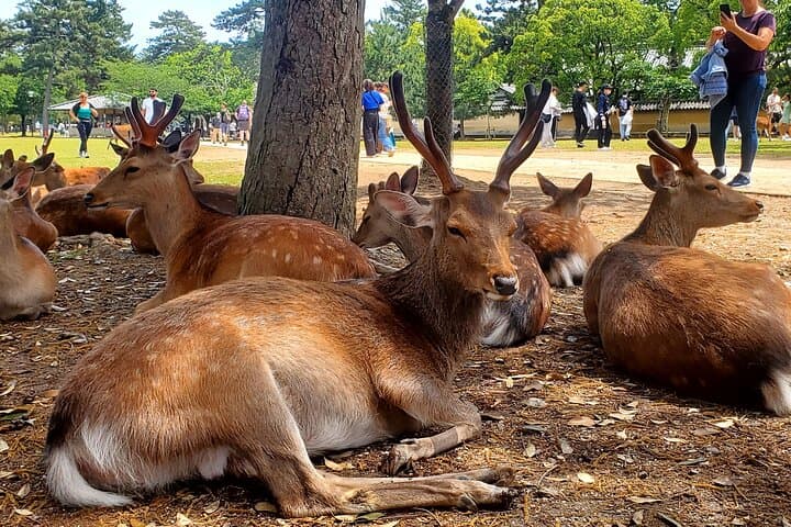 Nara Tour Experience Temples Park — photo 5